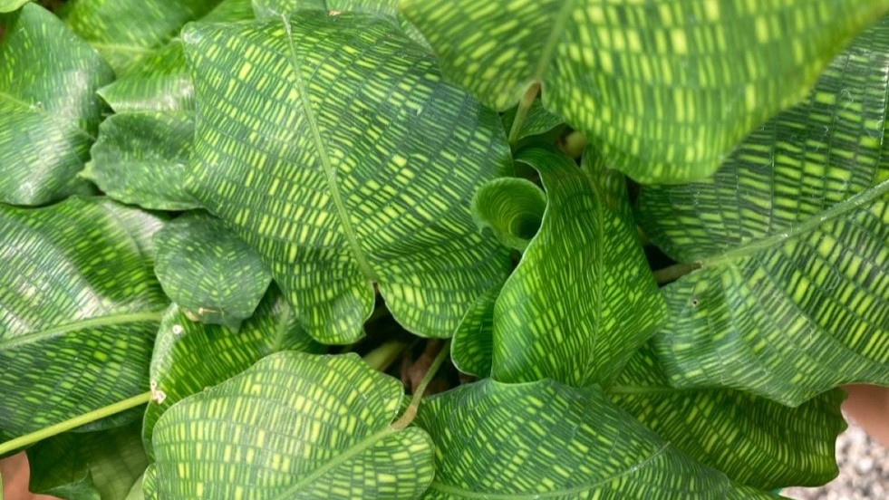Calathea