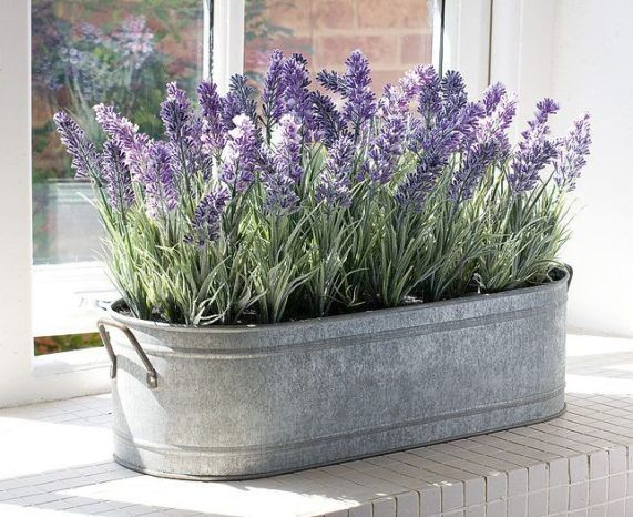 lavanda 2