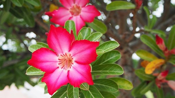 Rosa del Desierto (Adenium obesum)