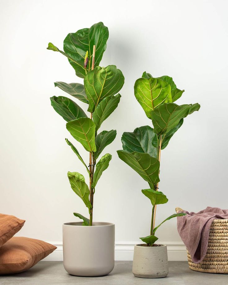 Ficus Lyrata 3