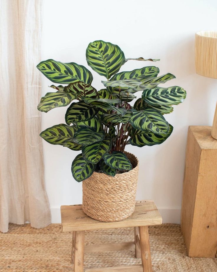 Calathea 2