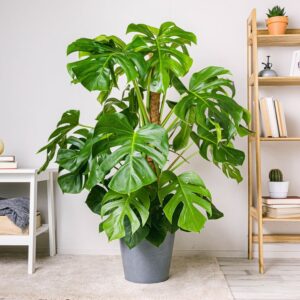 Monstera 2