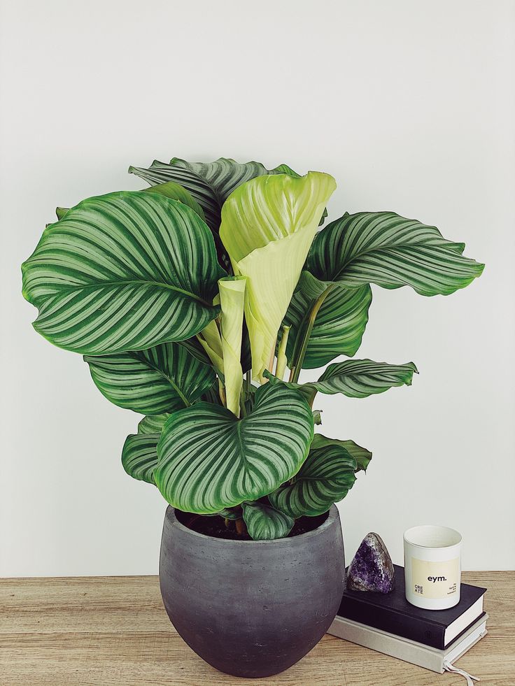 Calathea 1