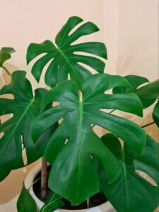 Monstera 1