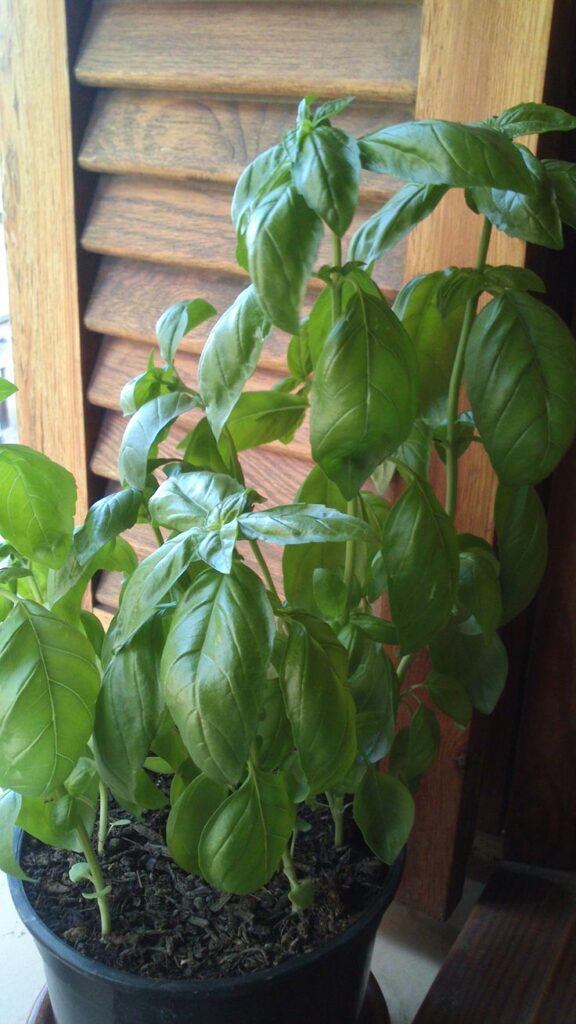 Albahaca 3
