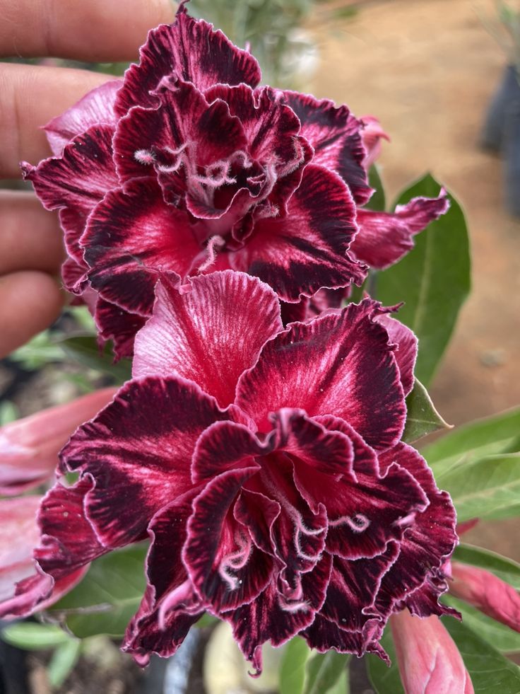 Rosa del desierto 3