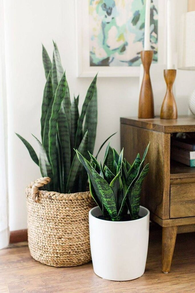 Sansevieria 3