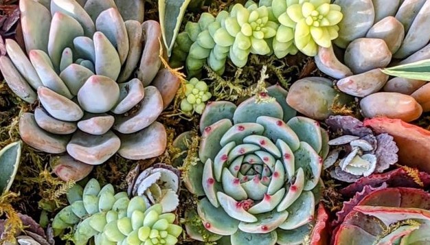 Suculentas (varias especies)
