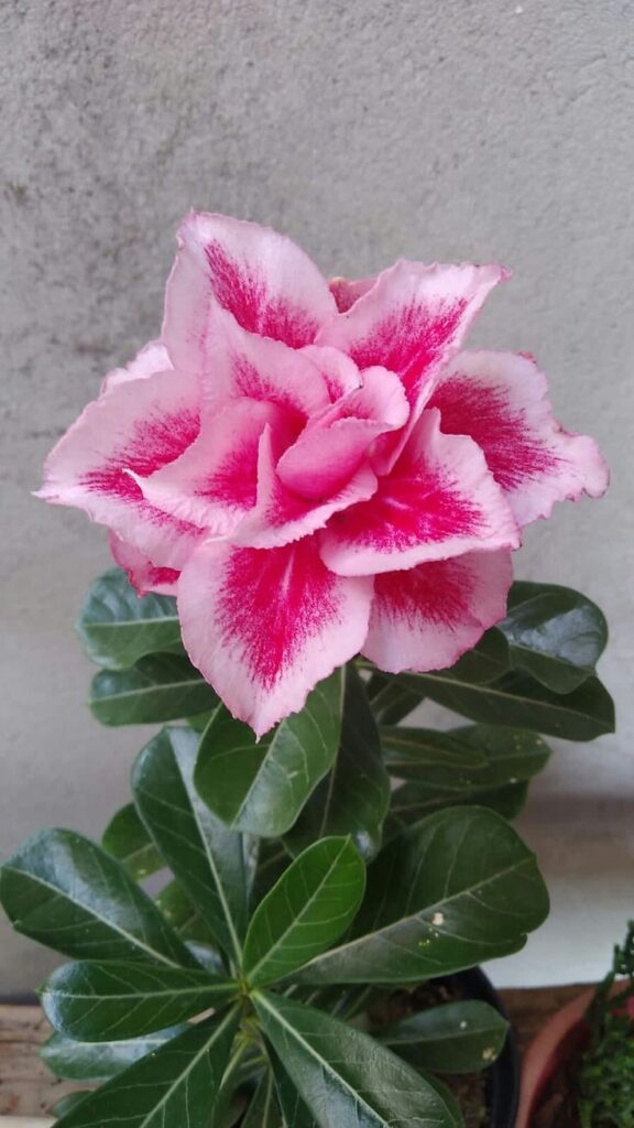 Rosa del desierto 1