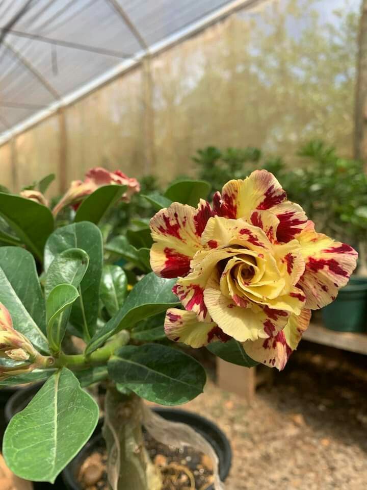 Rosa del desierto 2