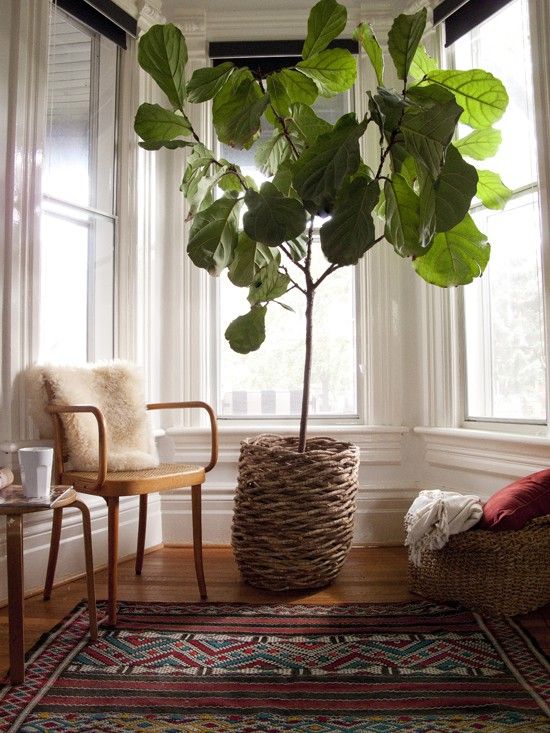 Ficus Lyrata 1