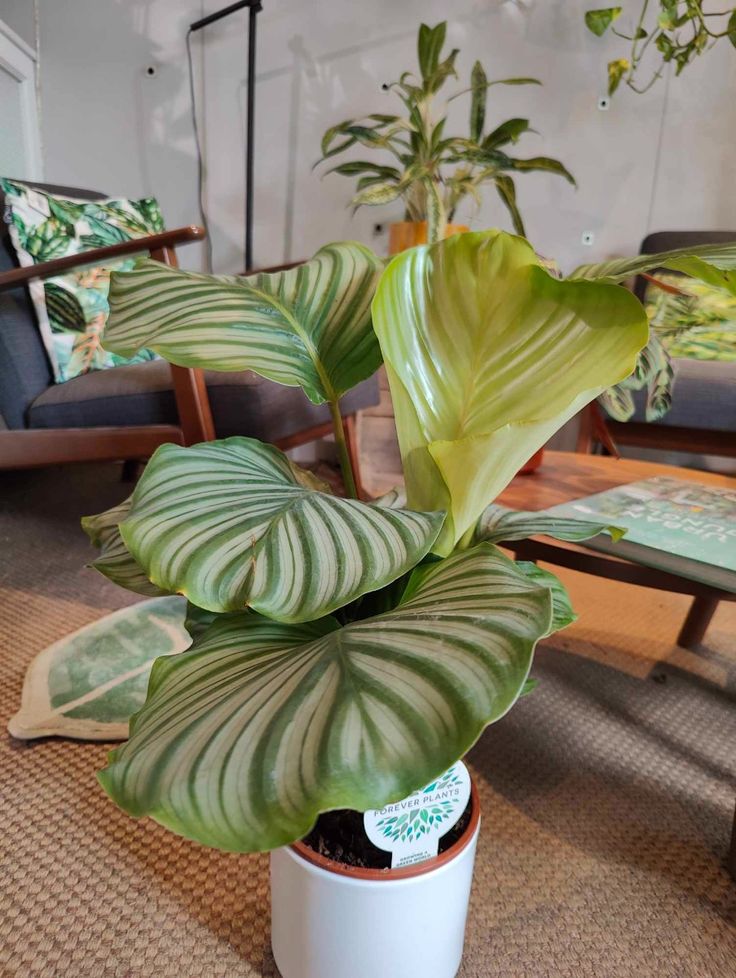 Calathea 3