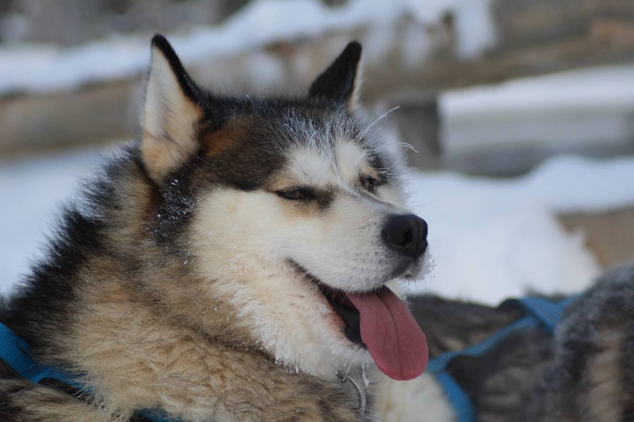 Adrenalina con Huskies
