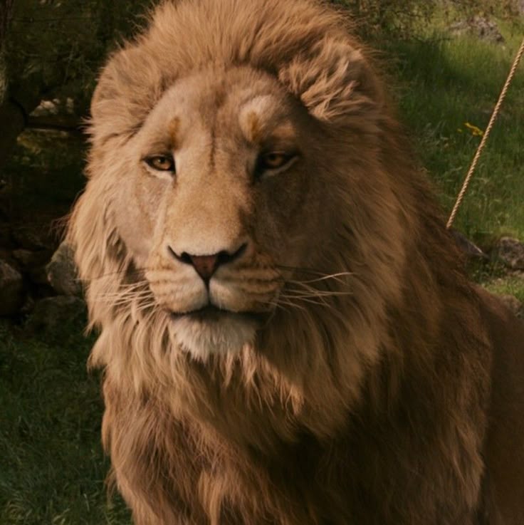 aslan