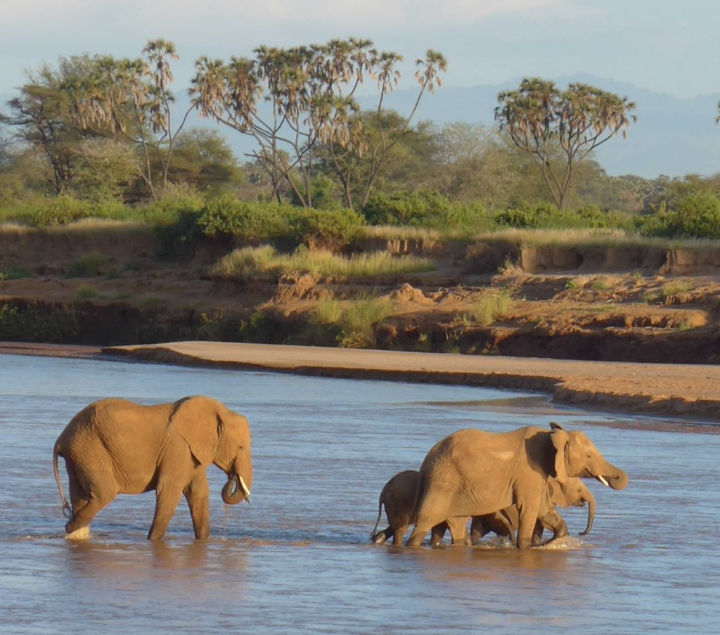 elefantes africanos cruzando un río