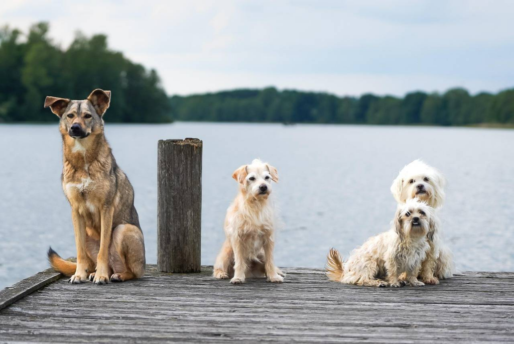Tres perros en escala de tamaño en un dique con un rio detrás