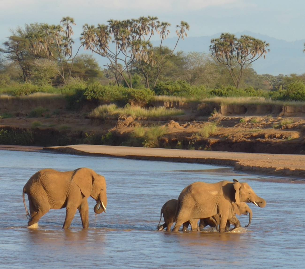 Estudio revela patrones de movimiento de elefantes africanos y su optimización energética para la conservación