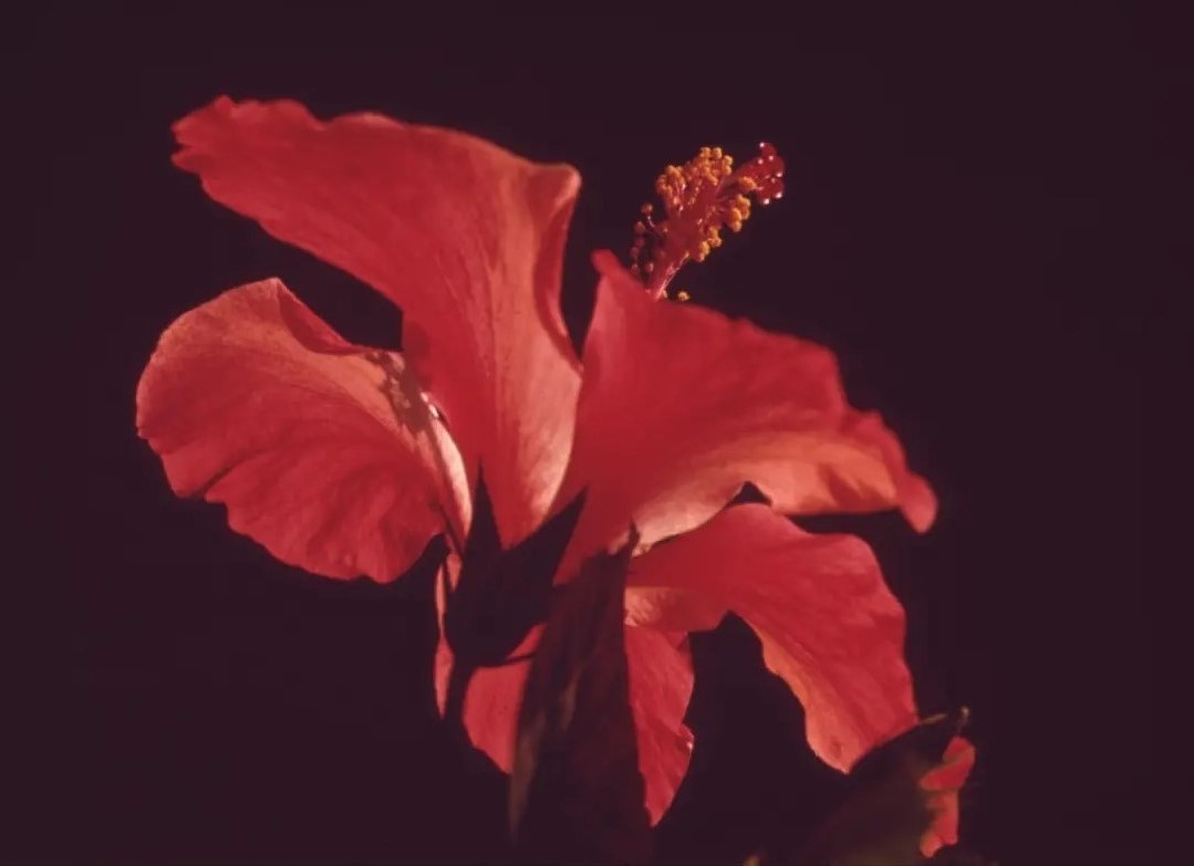 red-hibiscus-closeup