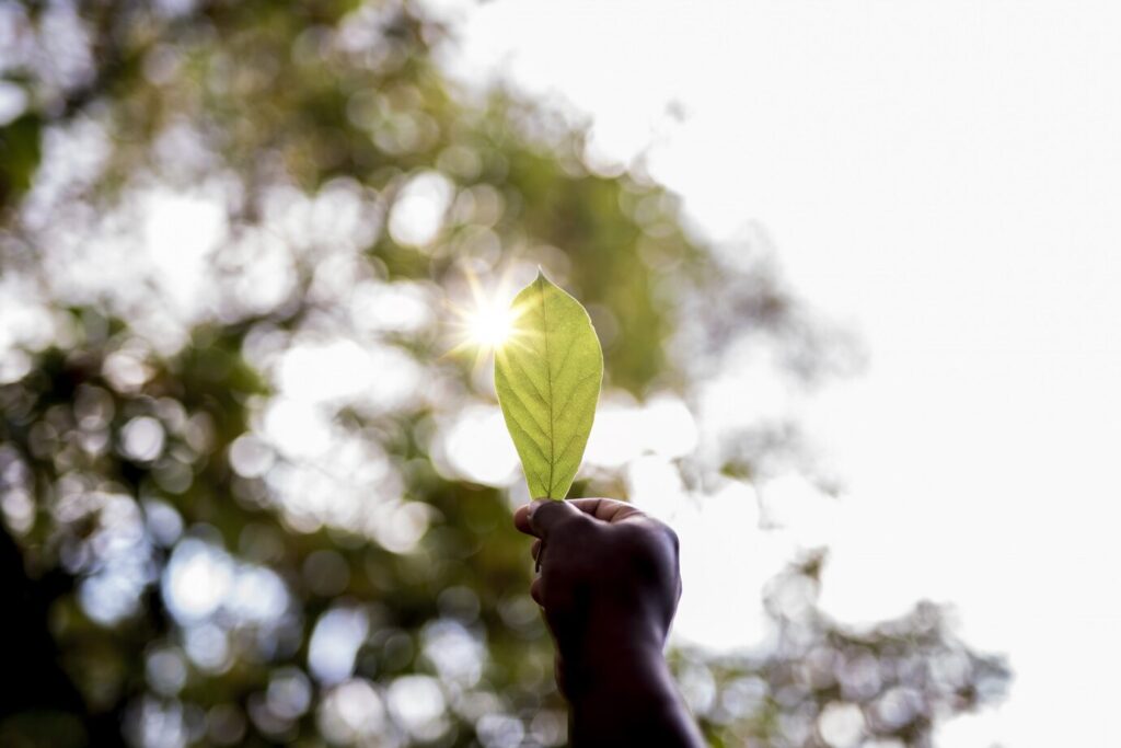 closeup-foto-mano-hombre-sosteniendo-hoja-verde-