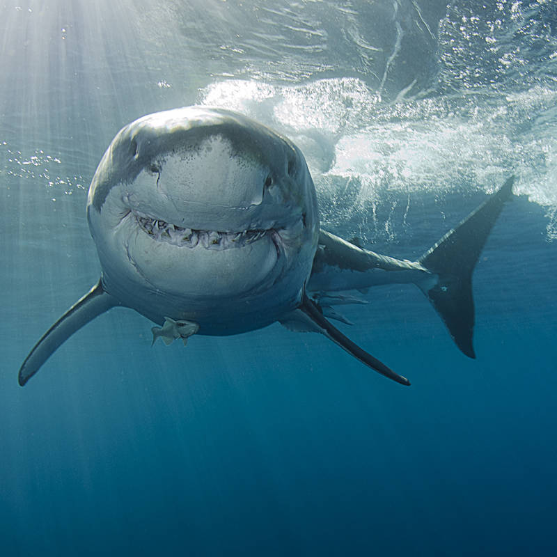 imagen de un gran tiburón blanco