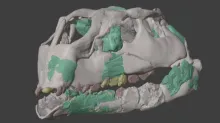 Modelo 3D del cráneo encontrado