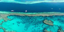 Descubierto los corales australianos que son los más grandes del mundo