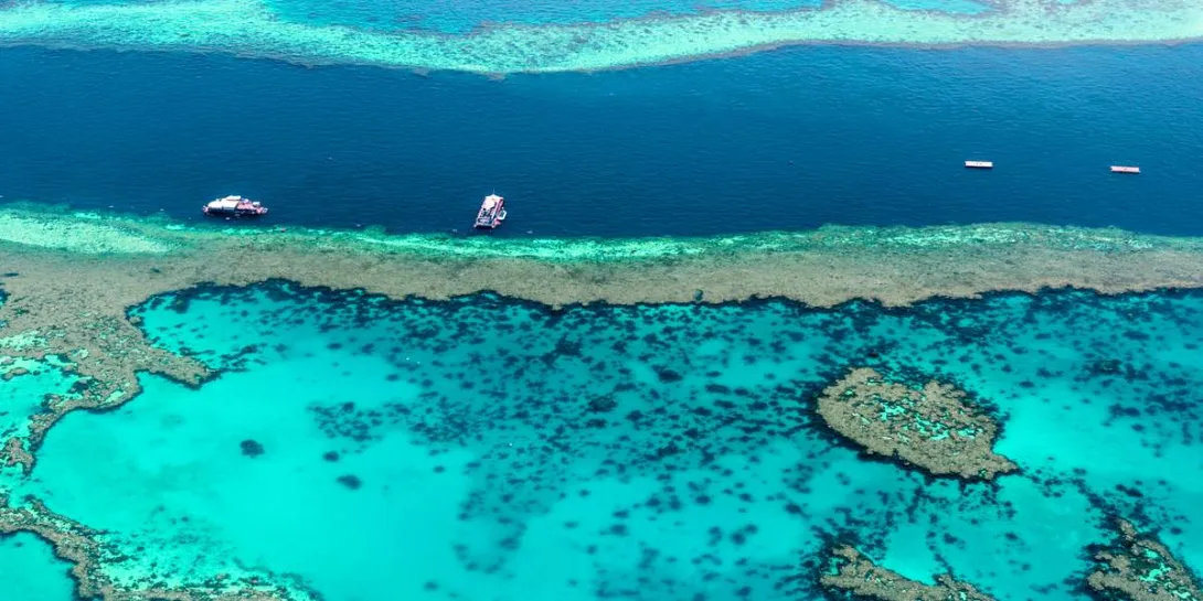 Descubierto los corales australianos que son los más grandes del mundo