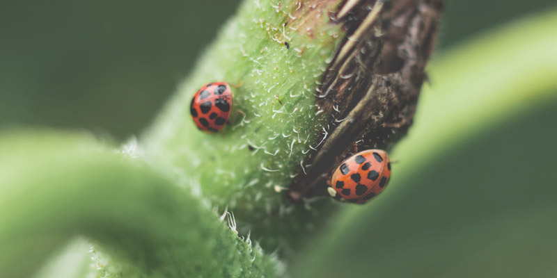 Imagen de portada, dos mariquitas posadas sobre unas hojas