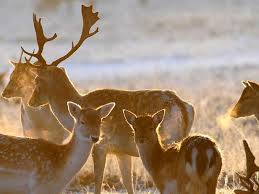 Imagen de ciervos 