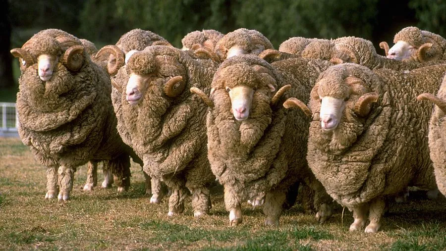 Ejemplar de oveja merina pastando en el campo, raza autóctona española