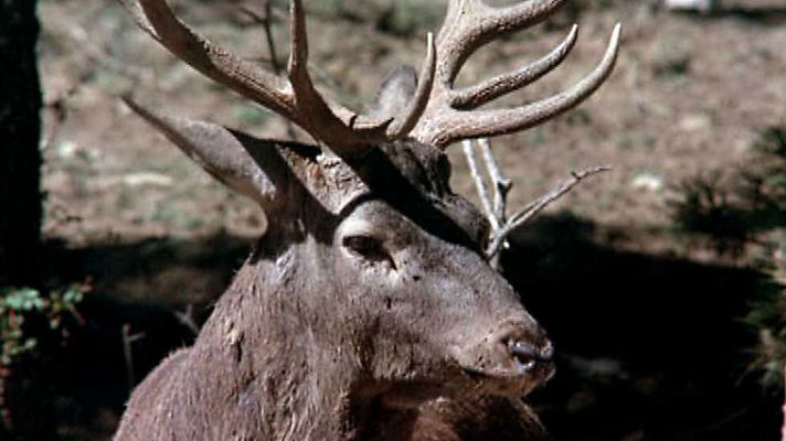 venado
