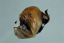 pez-diablo-negro