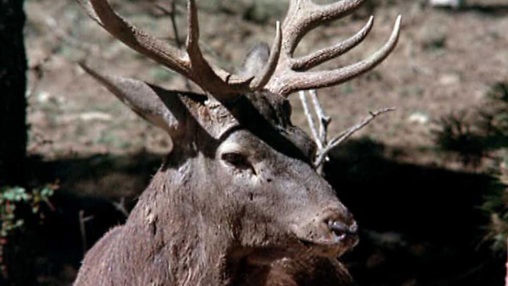 Ciervo, imagen del documental