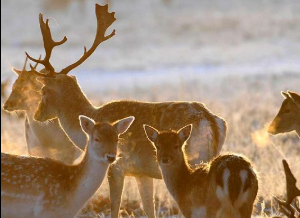 ciervos en naturaleza