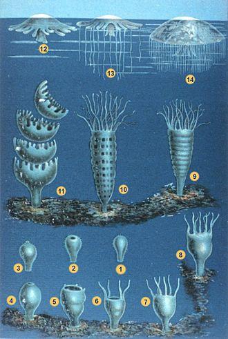 Nacimiento de las medusas
