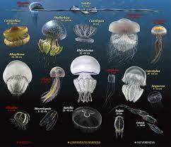 Especies