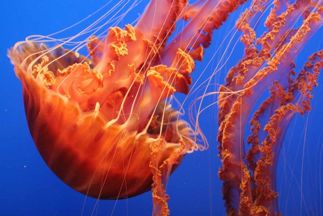 Imagen: Tentáculos de la medusa