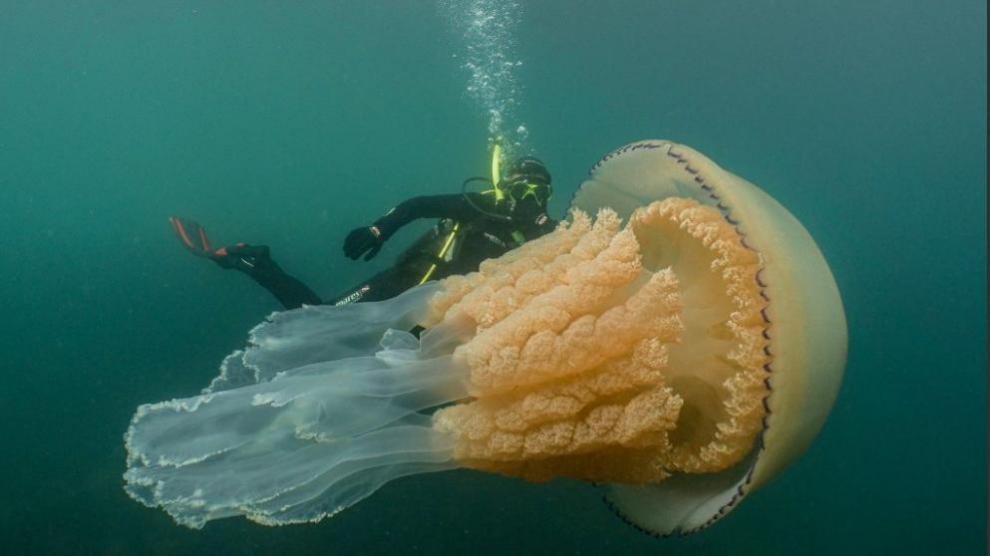 Documental La Medusa / Medusas de agua dulce